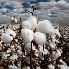 Cotton