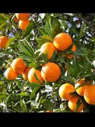 Fruits