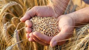 Wheat
